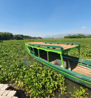 Water Hyacinth covering the surface of the Citarum River