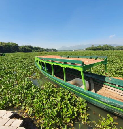 Water Hyacinth covering the surface of the Citarum River